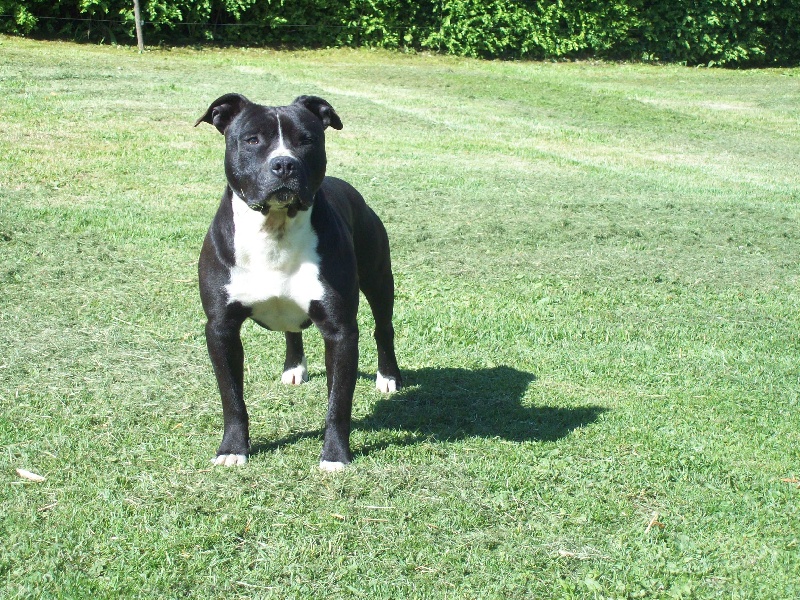 Falco du domaine de Zeus